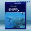   奇幻蔚藍海：野性天生 Magic of the Big Blue 藍光影片25G
